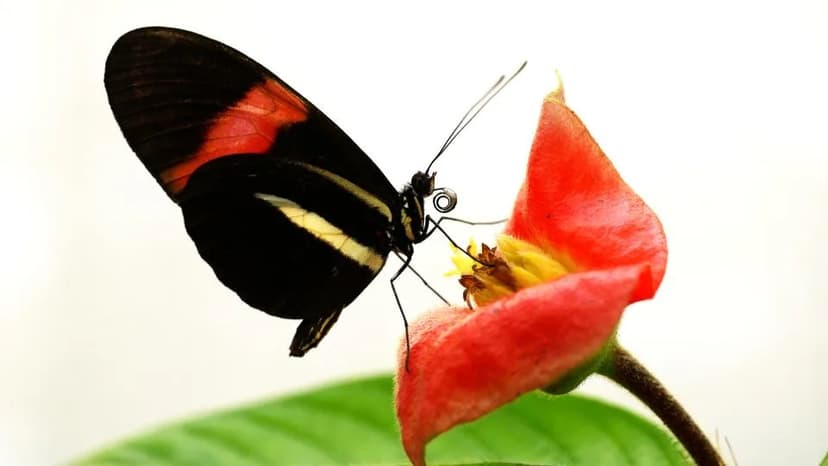 Tropical Butterflies Reveal Longevity's Hidden Keys