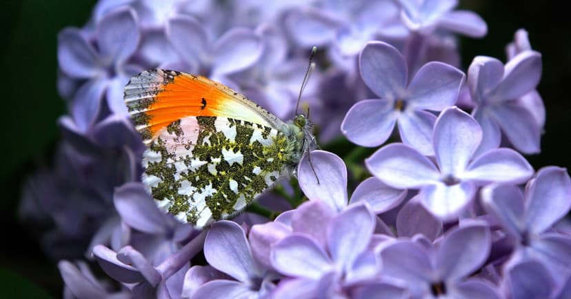 Butterfly Wings Create Optical Illusions for Predators