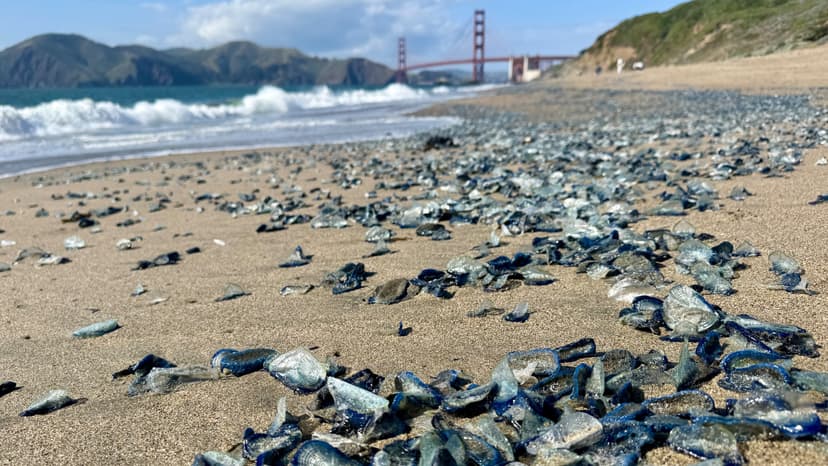 Ocean's 'By-the-Wind Sailors' Blanket California Beaches