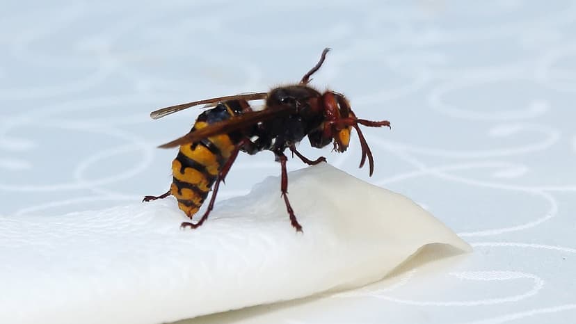 Warm Weather Fuels Wasp Boom Across UK in 2025