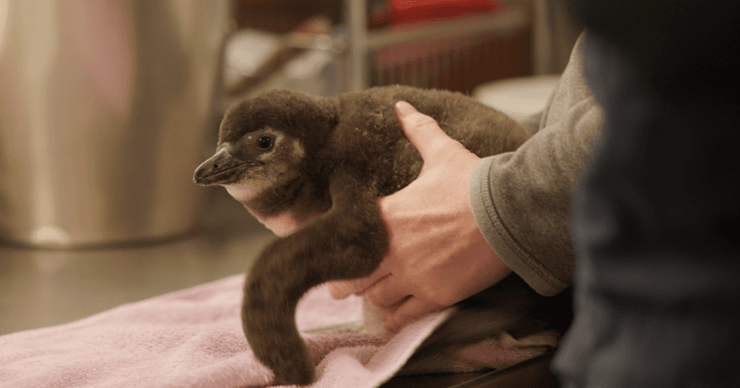 Endangered African Penguin Chick Hatches at Lincoln Park Zoo