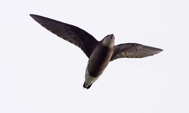 Rare White-Throated Needletail Spotted in Yorkshire After 34 Years