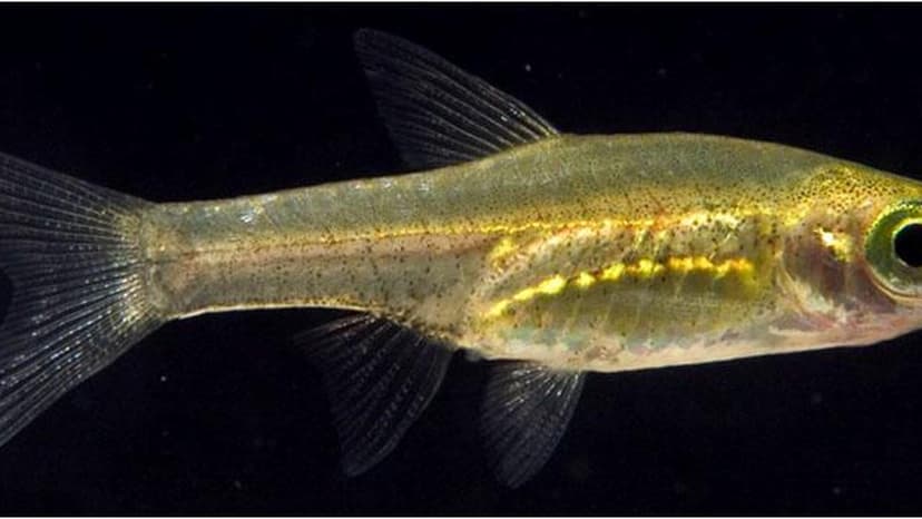 Kerala Empowers Local Committees to Protect Endangered Species