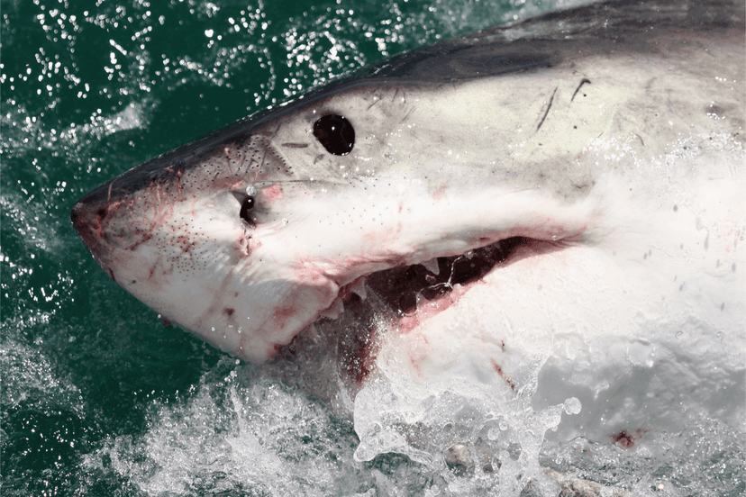Great Whites Spotted Near California Beach!