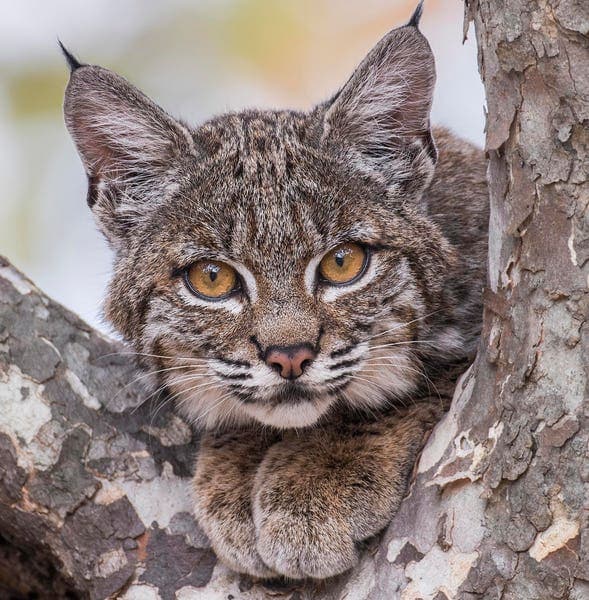 California Study: Cars Kill Most Bobcats