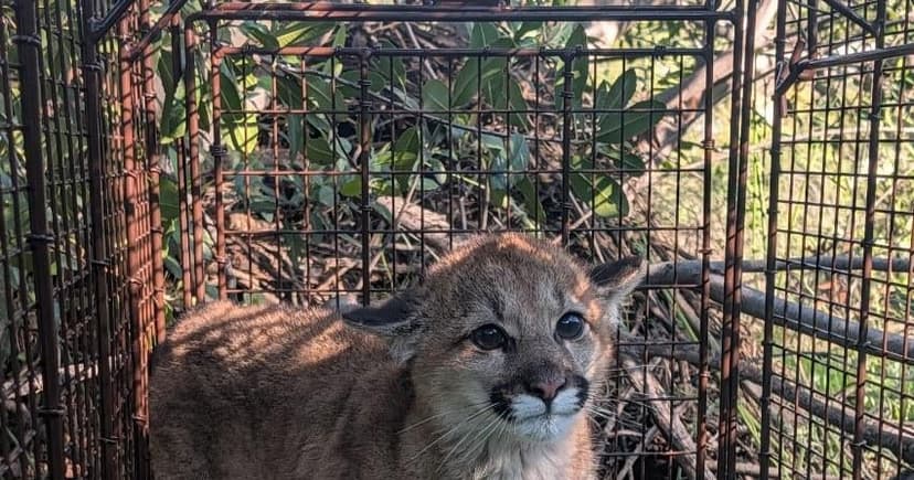 California's Mountain Lions Declared Threatened