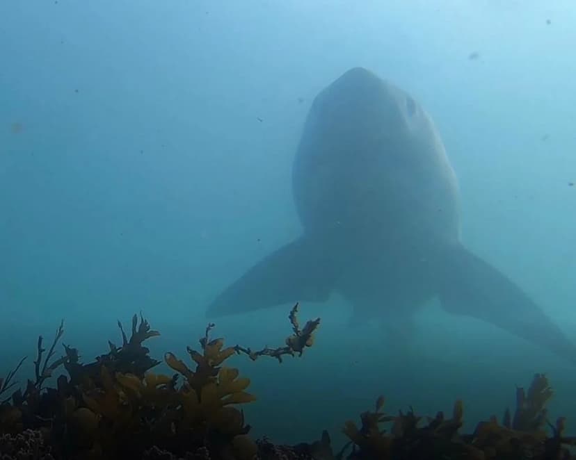 California Shark Surge: El Niño Drives Great Whites North
