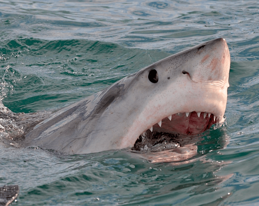 California Shark Incidents Hit Record High in 2025