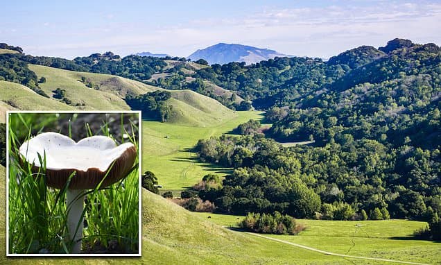 Deadly Mushroom Outbreak Claims Fourth Life in California