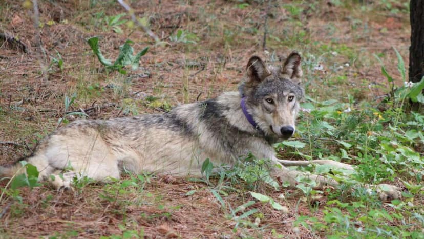 California Relaunches Wolf Program Amid Rancher Concerns