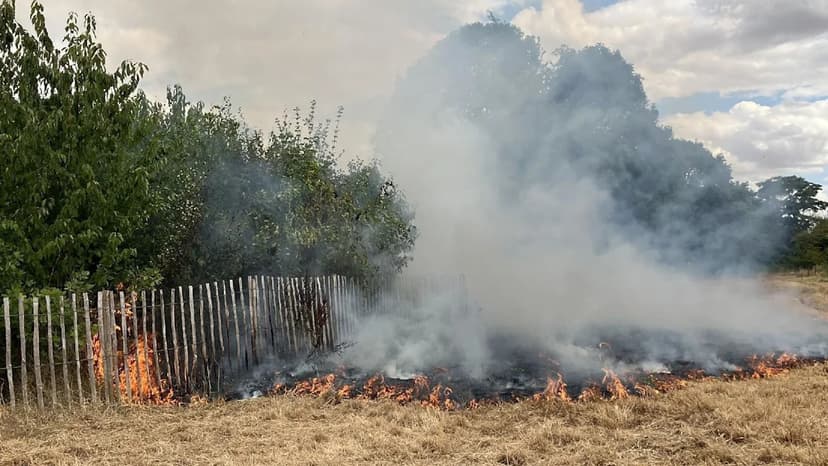 Cambridge Tiny Forest Damaged by Blaze