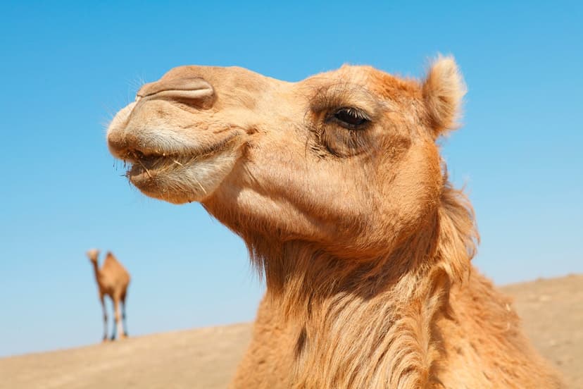 20 Camels Disqualified for Botox and Fillers in Oman
