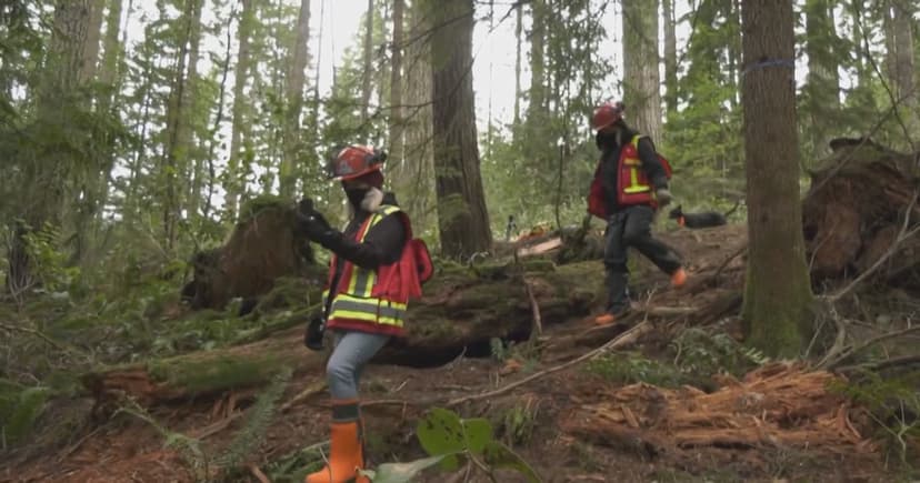 Canada's Forests Face Climate Threat: Pests, Fires Loom