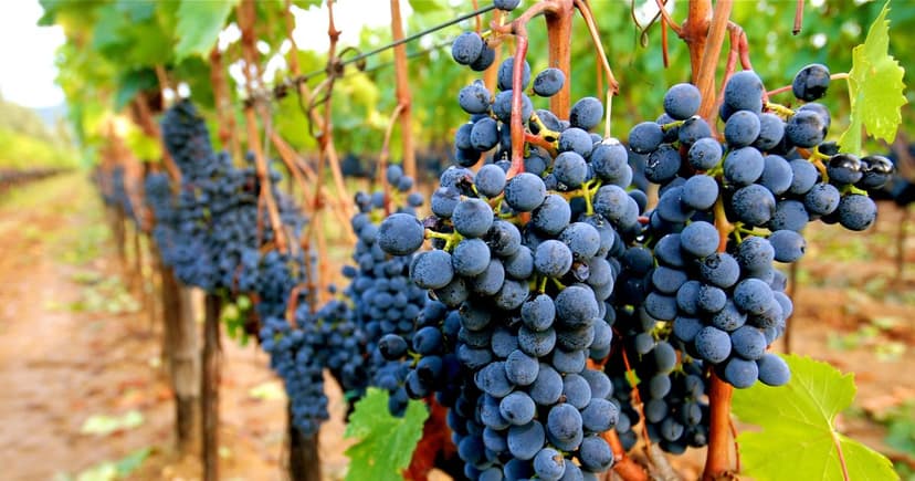 UK Fruits & Veg Tainted: Cancer-Linked Pesticides Found