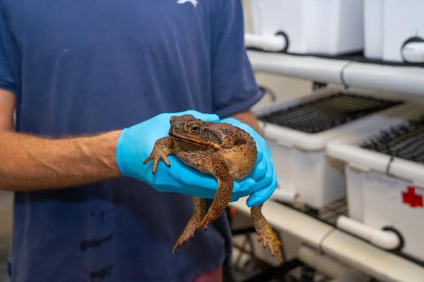 Cane Toads Evolve Faster Than Thought