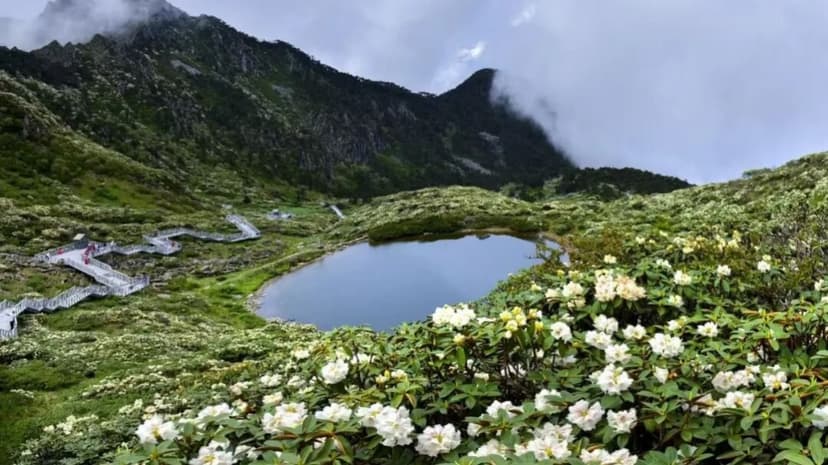 Cangshan Mountain's Hidden World: A Quarter of Yunnan's Plants Found