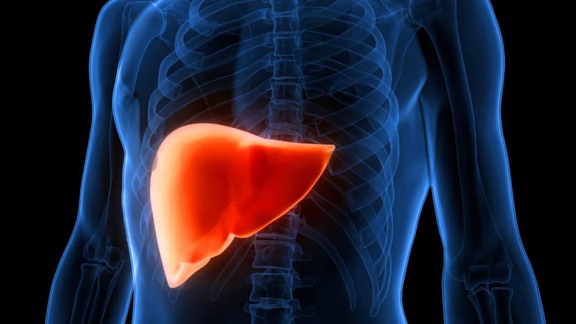 Cannabis Compounds Combat Fatty Liver in Mice