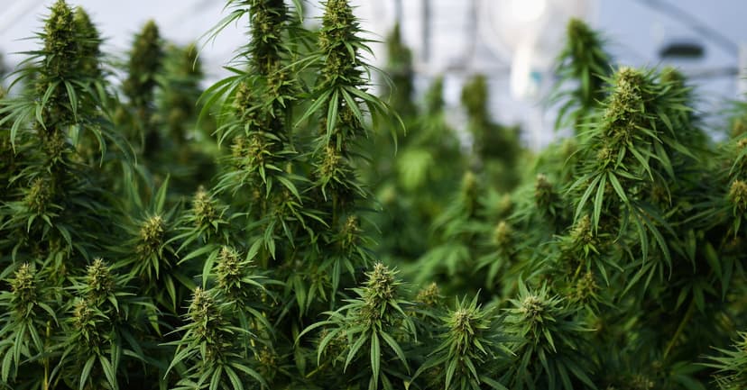 Cannabis Medicine Ineffective for Most Mental Health Woes