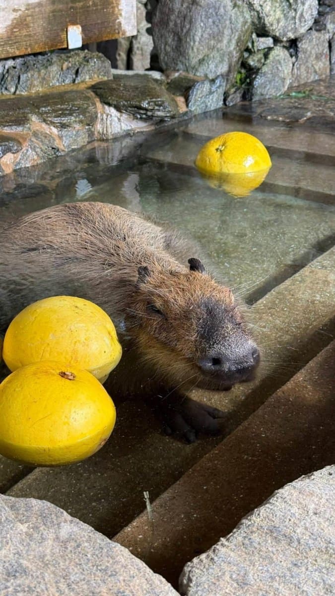 Capybara Bathes for Record Time in Japan Zoo Contest
