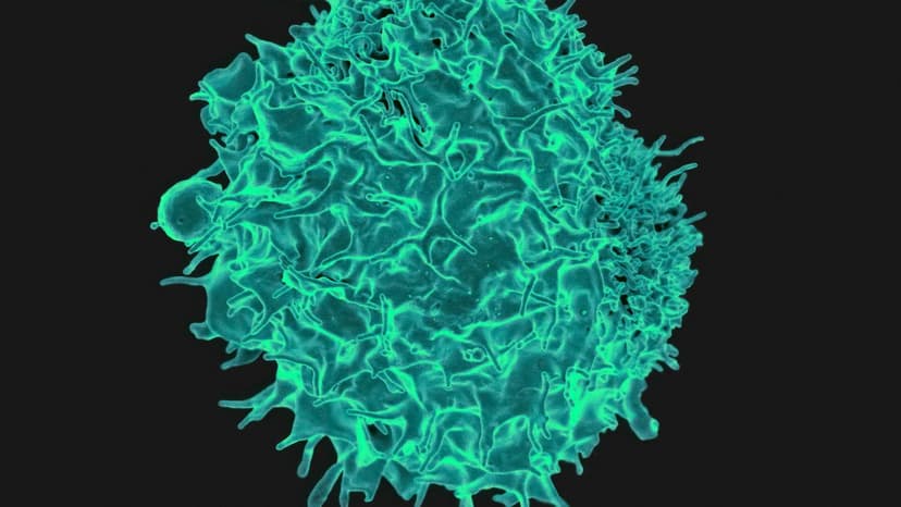 CAR T-Cells See Invisible Cancer Cells
