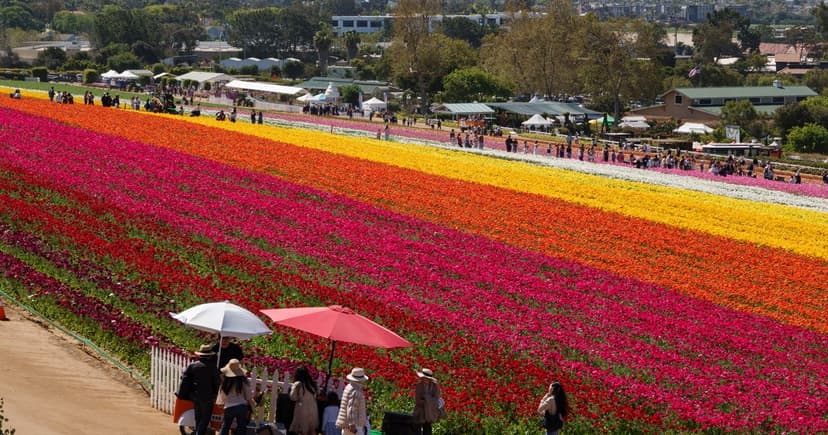 Carlsbad Flowers Bloom: World's Largest Fields Open