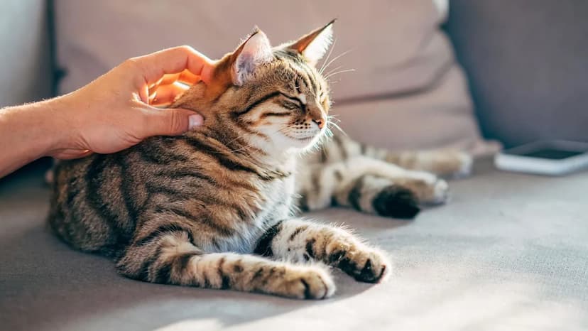 Cat Cancer Secrets Unlocked: New Hope for Humans?