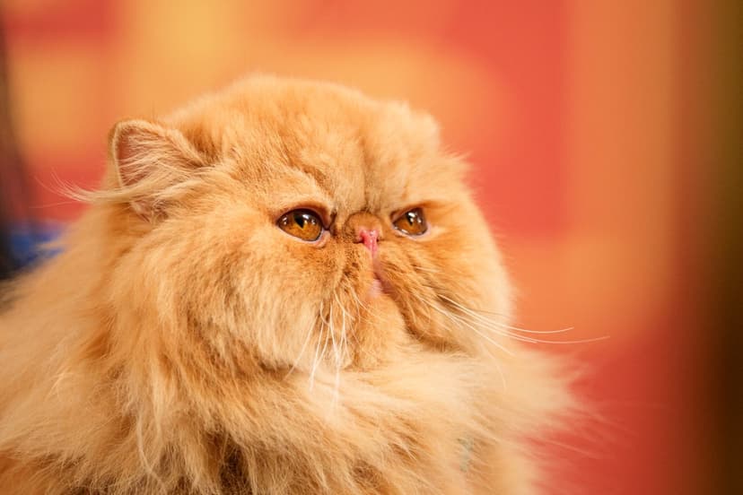 Cat Cancer Secrets Unlock Human Treatment Hope