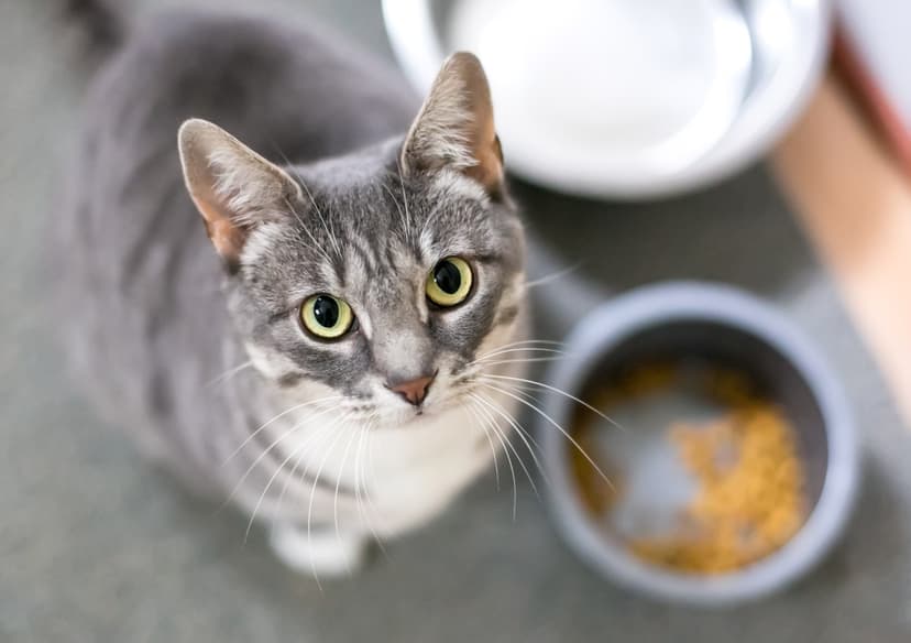Study: Cat Food Contaminated with Toxins