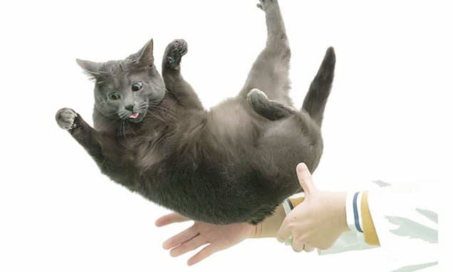 Feline Flip: Japan Study Unlocks Cat Landing Mystery