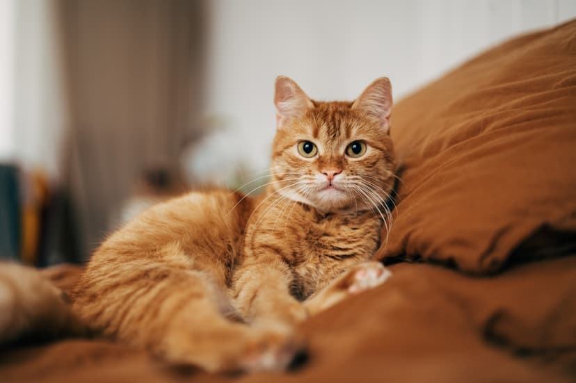 Cat Parasite Jumps to Humans: Study Reveals Risk
