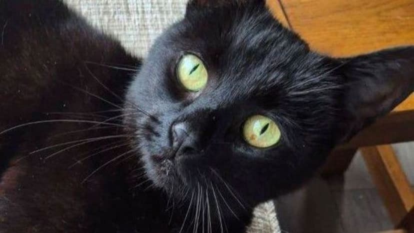 Cat Reunited With Owners After Six Years Following Car Crash