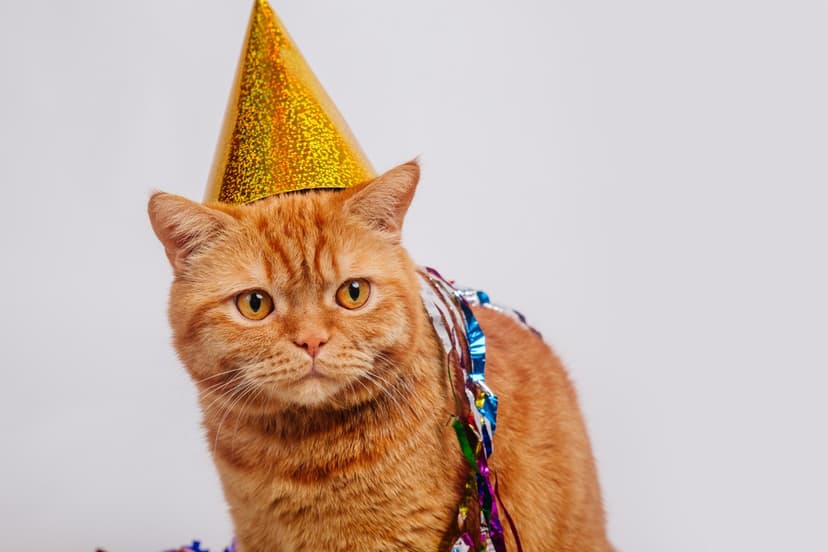 20-Year-Old Cat Celebrates Birthday With Rotisserie Chicken
