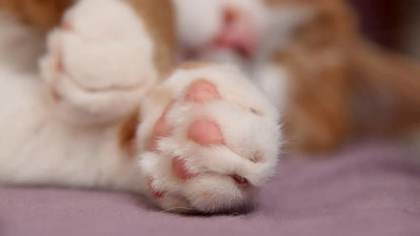 Cat's Final Touch Melts Hearts Online