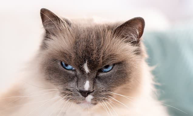 Cats Won't Help Unless There's a Treat, Study Finds