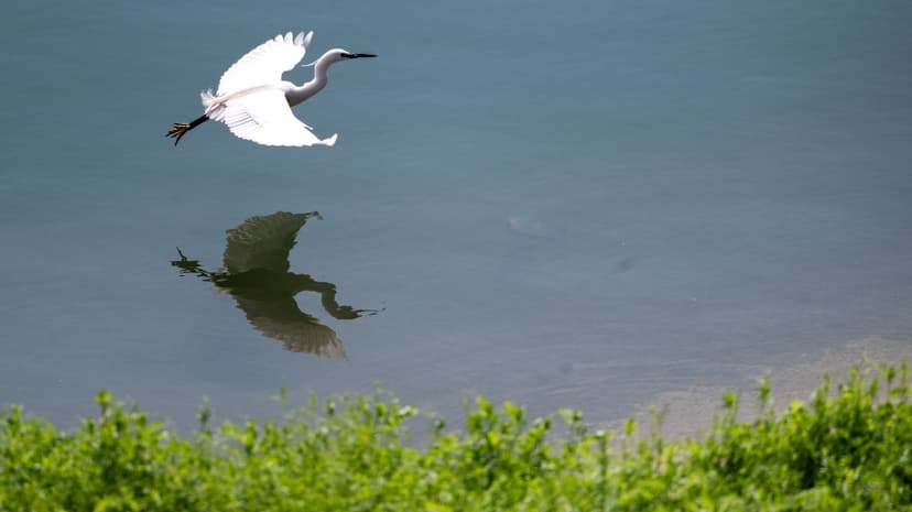 China's Central Region: A New Global Biodiversity Hotspot?