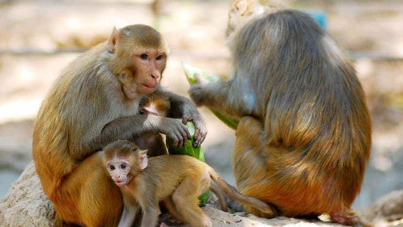 Monkeys & Dogs Terrorize Chandigarh Hospital Staff