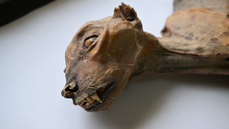 Cheetah Mummies Reveal Ancient Subspecies in Arabia