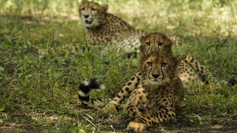 Cheetahs Roam Free: Kuno Park Celebrates Wild Return