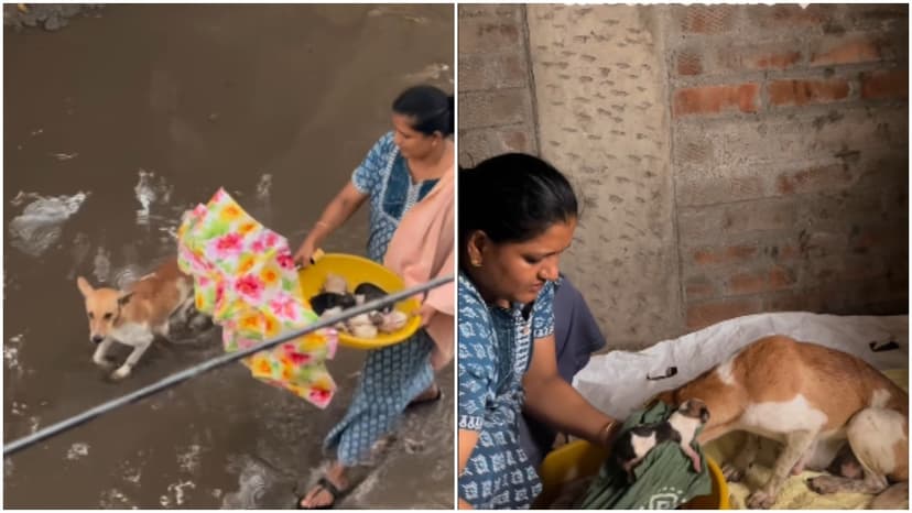 Kindness in Rain: Parents Save Dog and Pups