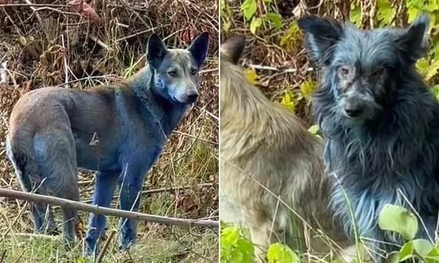Not Radiation: Why Chernobyl Dogs Turned Blue