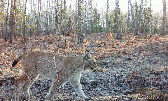 Wild Horses Thrive in Chernobyl's Exclusion Zone