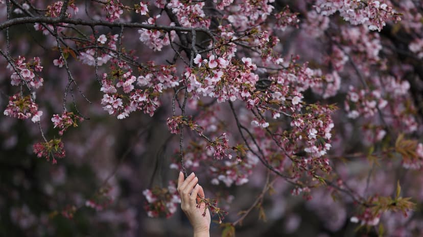 DC Cherry Blossoms: Peak Bloom Near!