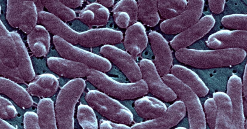 Rare Flesh-Eating Bacteria Surges in Chesapeake Bay