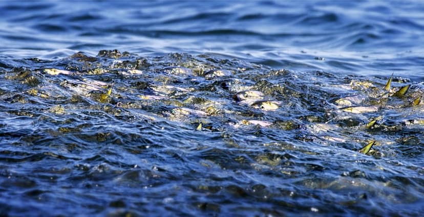 Fish Wars: Chesapeake Bay Faces Menhaden Crisis