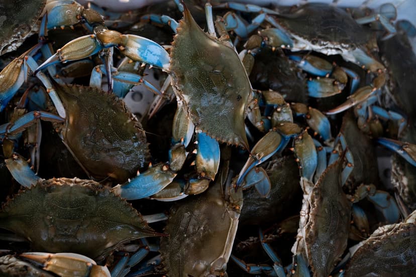 Blue Crab Crisis: Chesapeake Bay Population Plummets