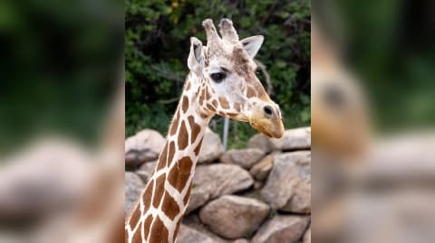 Cheyenne Mountain Zoo Loses Two Giraffes