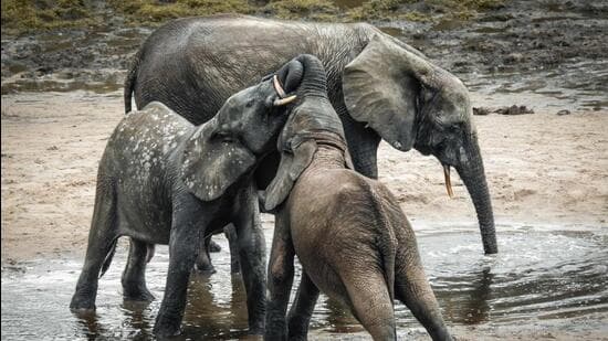 Dharamjaigarh Elephants: Expert Team Probes Calf Deaths