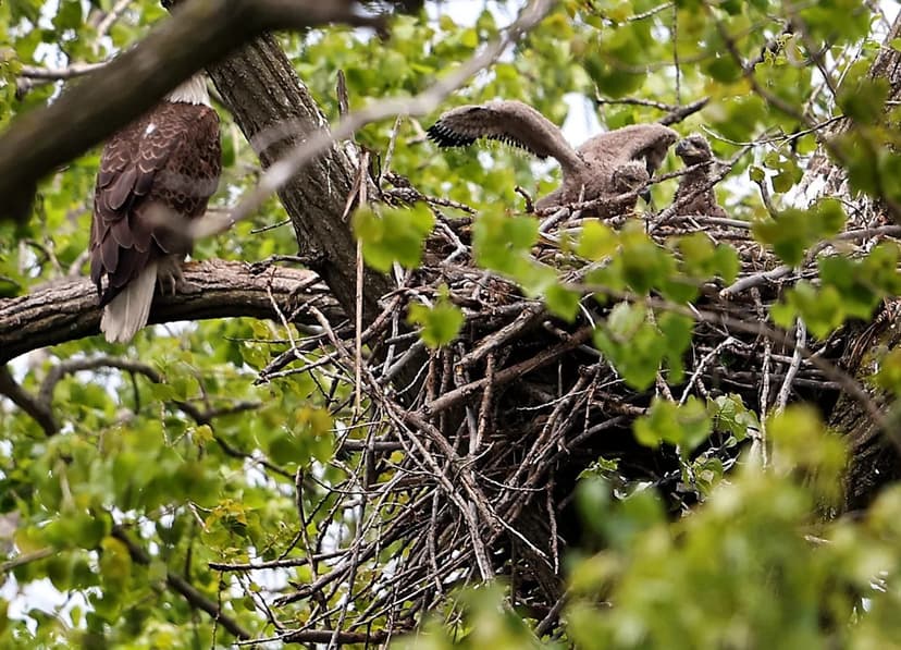 Chicago's baby eagles named Migizi and Marian