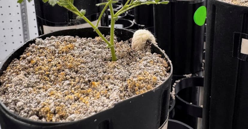 Moon Dirt Harvest: Chickpeas Grown in Lunar Soil