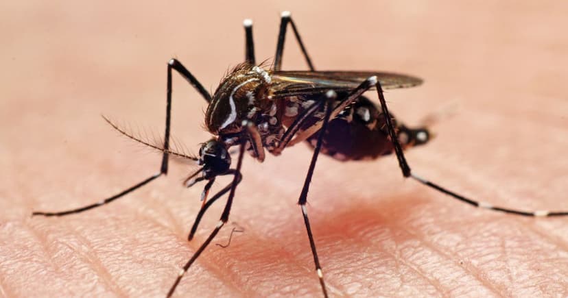 Chikungunya Surge: UK Faces Tropical Virus Threat